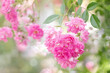 Original botanical photograph of a branch of delicate pink miniature roses hanging down with a bokeh background