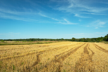 Wheel tracks on stubble, forest on horizon and blue sky