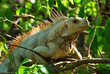 Iguana w naturalnym środowisku na jednej z karaibskich wysepek Grenadyny