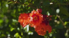 Beautiful Vibrant Orange Pomegranate Flowers In Garden. Close-ip Of Exotic Red Flowers On Background Of Fresh Green Leaves And Blue Sky. Natural Blooming Concept