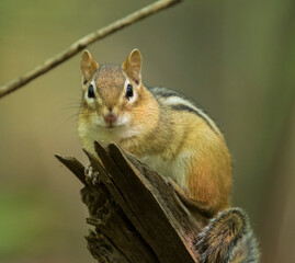 Wall Mural - eastern chipmunk (Tamias striatus) in autumn