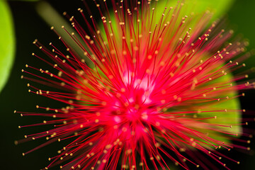 Dwarf Powderpuff flower