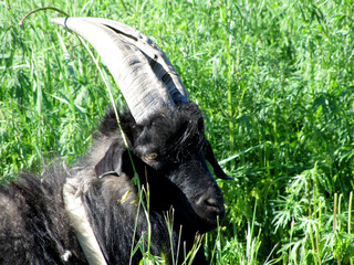 Black goat