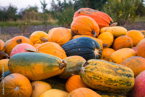 Fotomural A group of multicolored pumpkins in garden on the ground after harvest