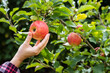 © encierro - Hand picking red apple. Farmer harvesting fruit