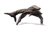 Driftwood, Dry Tree Branch With Moss And Barnacle Isolated With Shadow On White Background