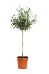 young olive tree on light background. space for text