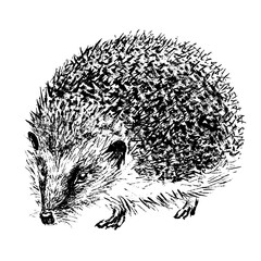 Hedgehog hand-drawn with black ink and brush. Isolated on white