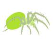 Green spider isolated on white background, , vector design eps 10