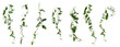Few stems of bindweed with white flowers and green leaves at various angles on white background