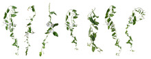 Few Stems Of Bindweed With White Flowers And Green Leaves At Various Angles On White Background