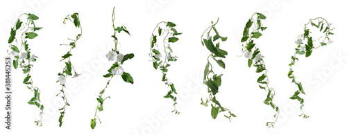 Fotografía Few stems of bindweed with white flowers and green leaves at various angles on w