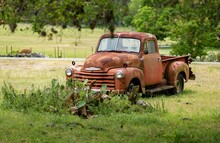 Rusted, Classic, Vintage Pick-up Truck Sitting Abandoned In A Field Next To Meadow With Cows And Livestock