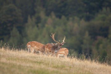 Sticker - Fallow deer during rutting time. Fallow deer in the autumn. European wildlife nature. Strong deer in the wilderness