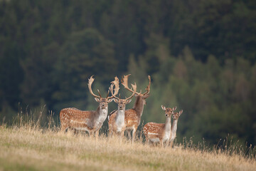 Wall Mural - fallow deer during rutting time. fallow deer in the autumn. european wildlife nature. strong deer in