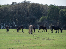 View Of A Group Of Farm Horses Grazing On The Green Meadow In A Farm