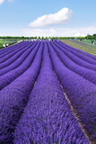 Fototapeta Kwiaty - Beautiful lavender lavandula flowering plant purple field, sunlight soft focus, background copy space