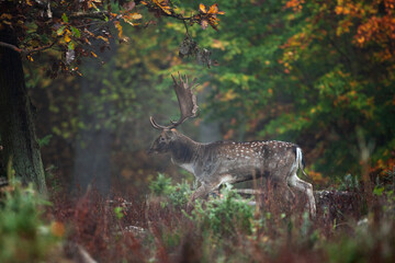 Wall Mural - fallow deer during rutting time. fallow deer in the autumn. european wildlife nature. strong deer in