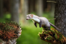 Agile Stone Marten, Martes Foina, Tiny Forest Predator Jumping Over Gap Among Two Spruce Trunks. Spring Time In Spruce Forest. Low Angle Photo, Blurred Nature Background. Europe.