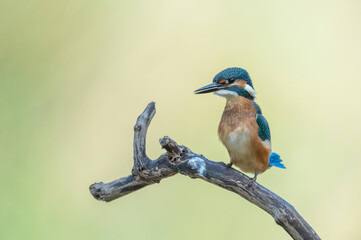  Eisvogel alcedo atthis kingfisher 