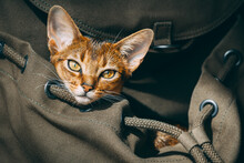 Closeup Red Cat Portrait: Backpack For Pet Comfortable Tourism, Traveling, Walking. Animal Care Scenery With Furry Kitten Orange Eyes Look At Camera In Grey Rucksack. Cinematic Close Up Shot