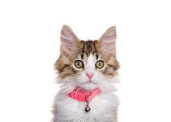 Wall Mural - Close up portrait of a Norwegian Forrest Cat kitten wearing a pink collar with a bell. Looking directly at viewer. Isolated on white.