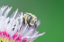 A Bee Sits On A Thistle Flower