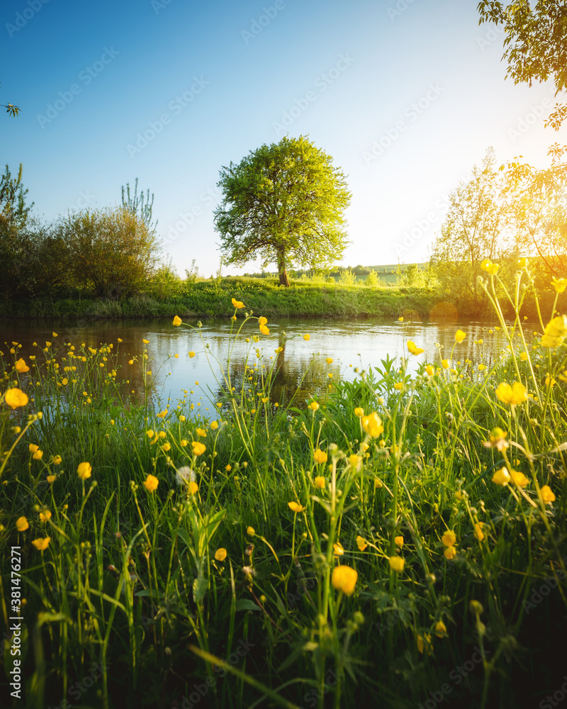 Spectacular meadow with big tree, fresh green leaves. Stock Photo ...