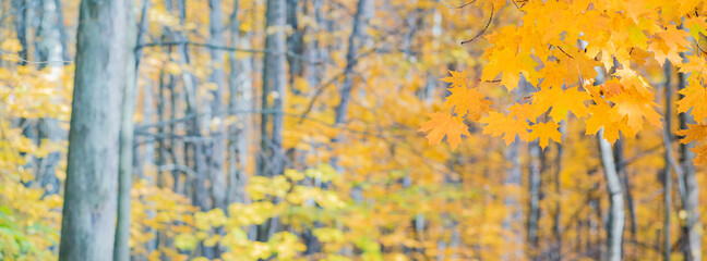 Wall Mural - Colorful autumn leaves on a soft background on a sunny day