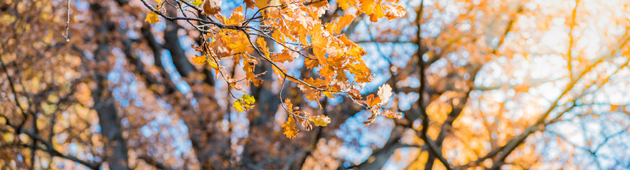 Wall Mural - Colorful autumn leaves on a soft background on a sunny day