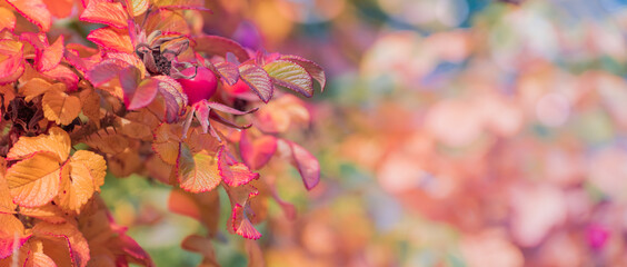 Wall Mural - Beautiful panoramic autumn scenery with colorful leaves, berries and bokeh background
