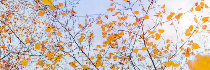 Wall Mural - Beautiful panoramic autumn scenery with colorful leaves and bokeh background