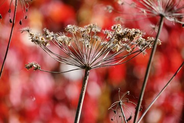 Dry umbellate plant with seeds on a background of bright red foliage in sun glare on a meadow on an autumn day. Autumn colorful natural background. Apiales. Apiaceae. Apioideae. Carrot family.