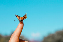 Monarch Butterfly On A Finger With A Blue Sky At The Background 