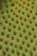 © Inti St. Clair - Closeup abstract detail of texture of cactus leaf