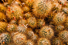 Closeup Abstract Detail Shot Of Cactus Thorns