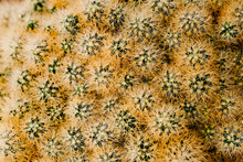 Close Up Abstract Texture Of Cactus