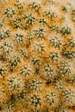 Closeup Abstract Texture Of Cactus