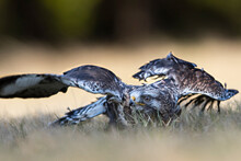 Close-up Photo Of Wounded Buzzard Trying To Hunt. Rough-legged Buzzard, Buteo Lagopus.