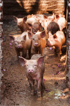 Herd Of Piglets