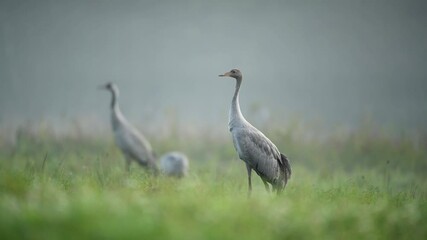 Fototapete - Common crane bird ( grus grus )