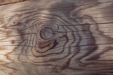 Wall Mural - Old tree log. Tree texture for background.