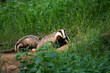 Badger family. European badger moving in the forest. Wildlife nature in the summer forest. European nature.