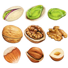 Watercolor High Quality Winter Nuts