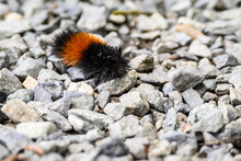 Orange And Black Fuzzy Woolly Bear Caterpillar On A Gravel Path
