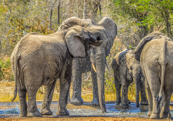 African elephant in Masai mara African safari