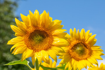 Wall Mural - Two large sunflower flowers on a background of blue sky.