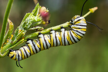 Closeup Of Monarch Caterpillar Feeding On Tropical Milkweed In Louisiana Garden In Fall