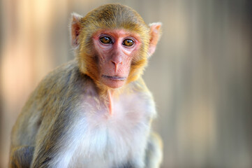 close up of a macaque