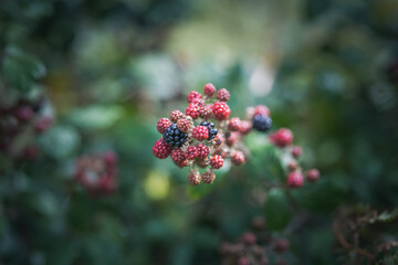 blackberries on a bramble bush